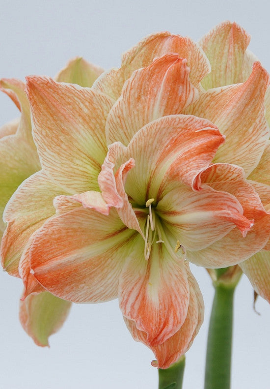 Amaryllis &
