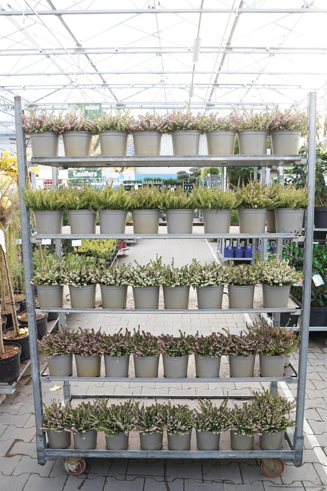Klockljung darleyensis in cultivars - C1,5/P15