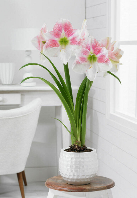 Amaryllis &