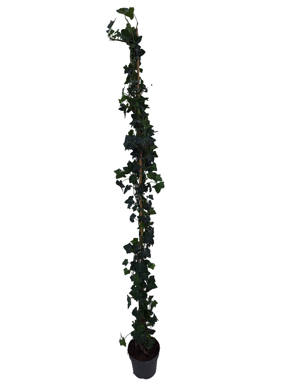Murgröna hibernica - C4/P21 150-175 CM