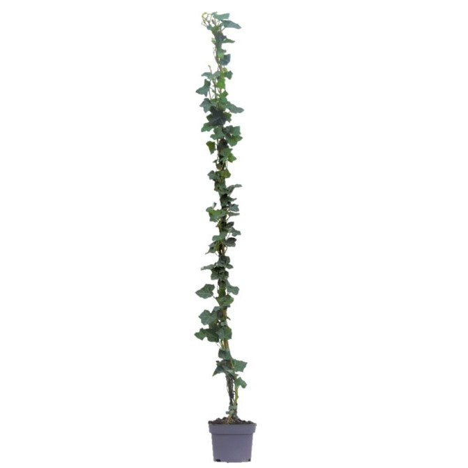 Hedera hibernica C2 (2 liters kruka) 150+ cm