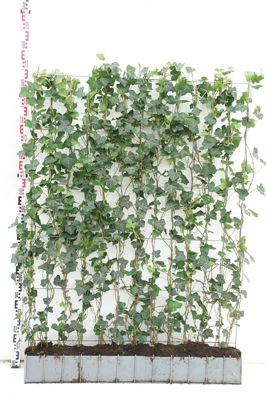Murgröna hibernica - READYHEDGE120B150H