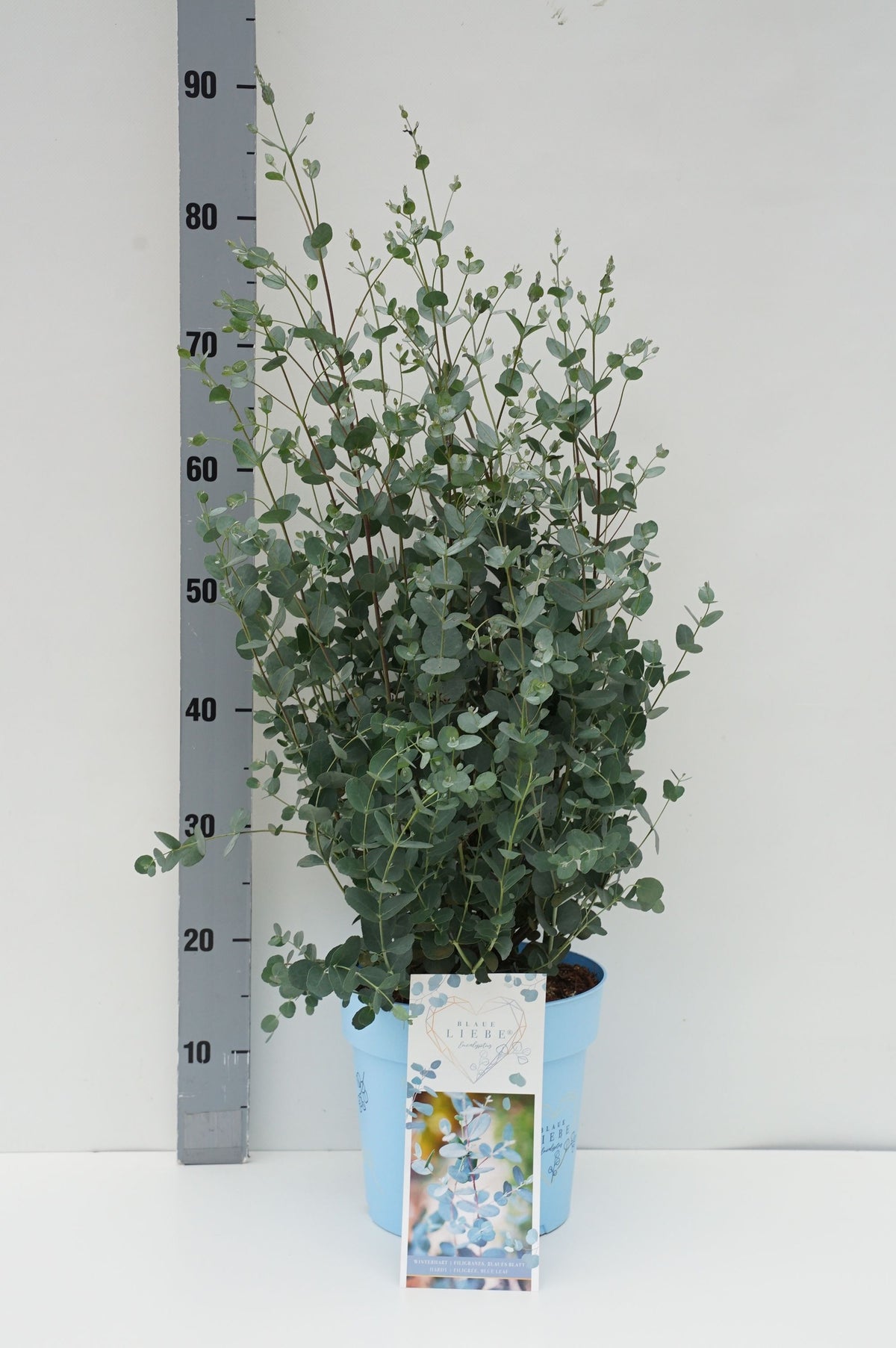 Eucalyptus gunnii &