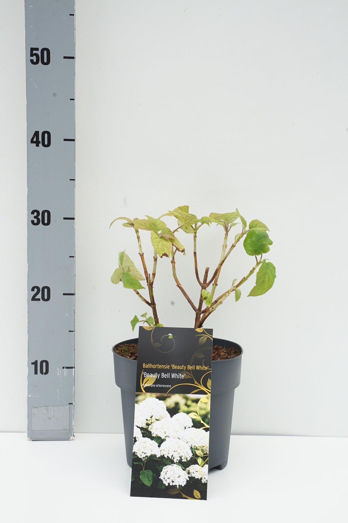 Hydrangea arb. &