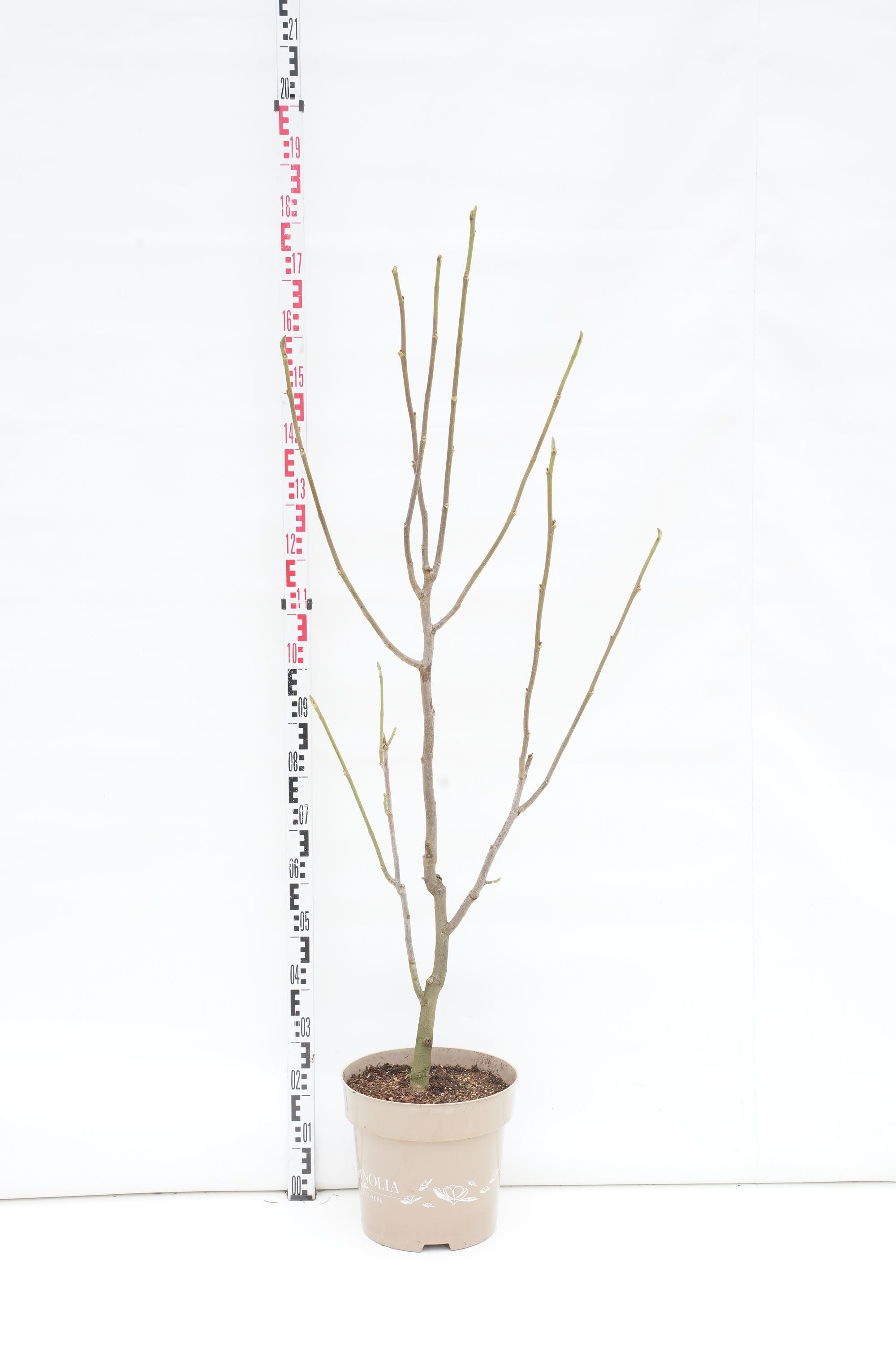 Magnolia &