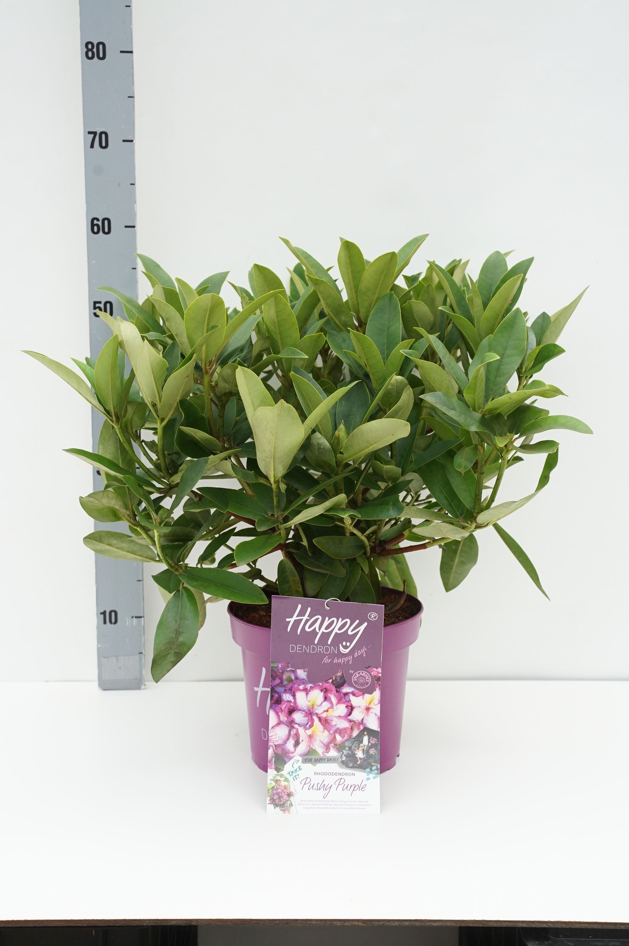 Rododendron &