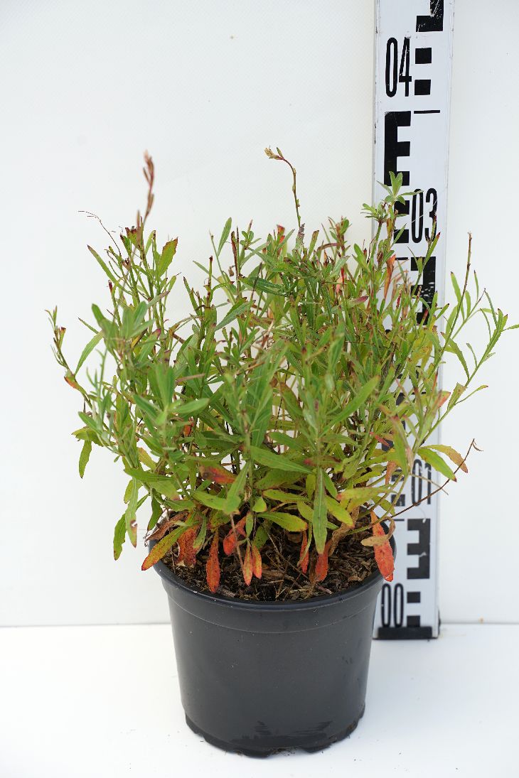Gaura lindheimeri - 9 cm kruka