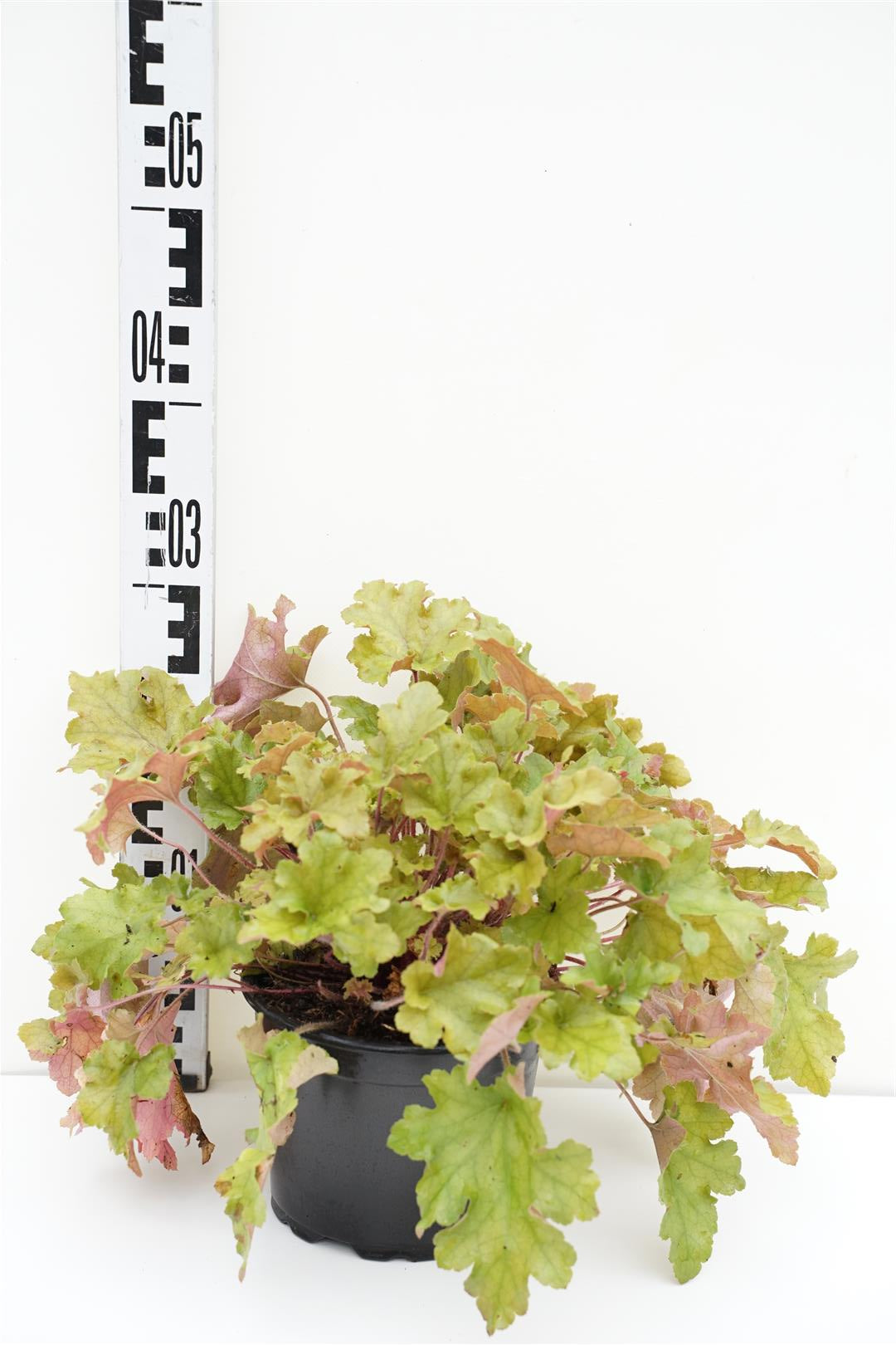 Heuchera &
