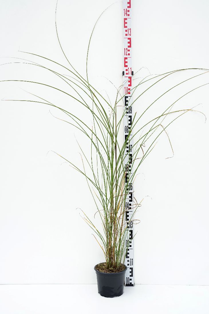Miscanthus sin. &