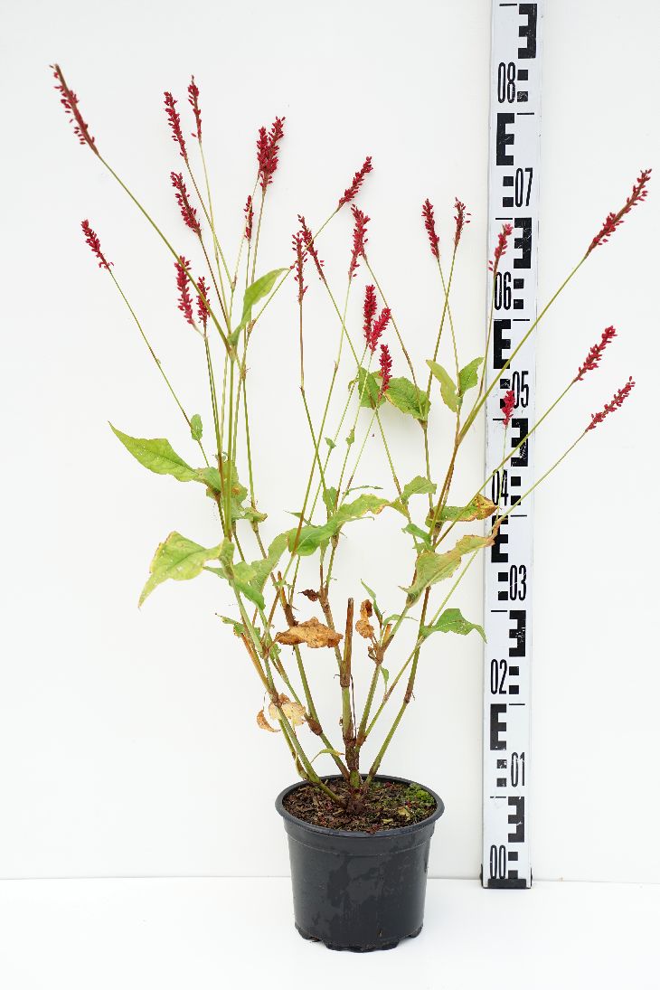 Persicaria a. &