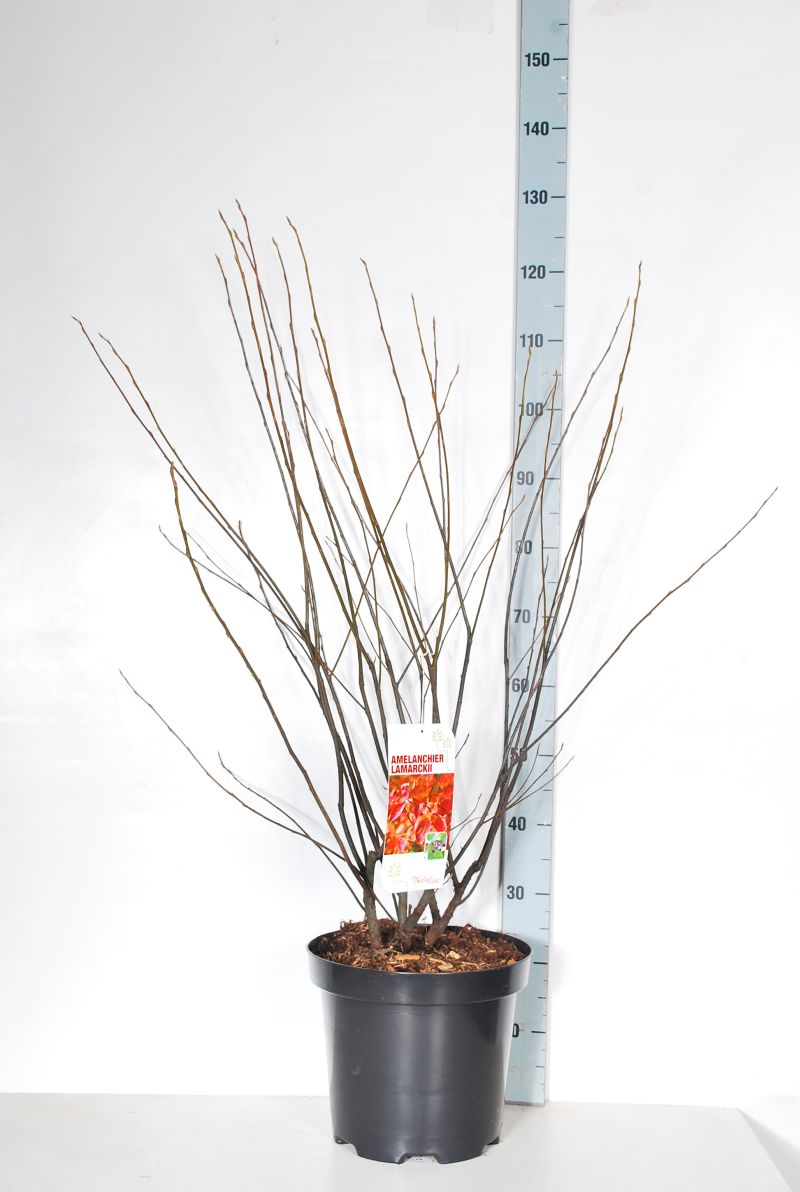 Häggmispel lamarckii - C12 100-125 CM
