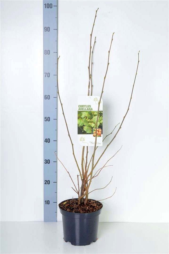Corylus avellana C12 (12 liters kruka) 125-150 cm