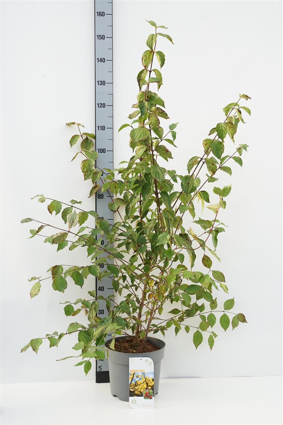Kornell mas - C7,5/P26 80-100 CM