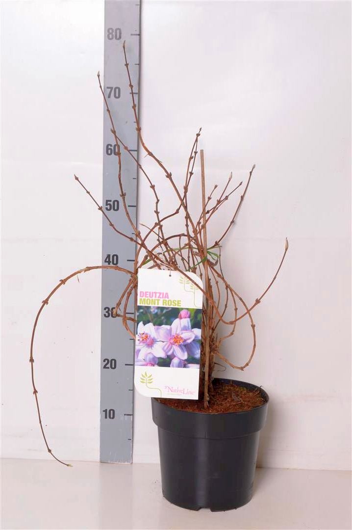 Deutzia hybrida &