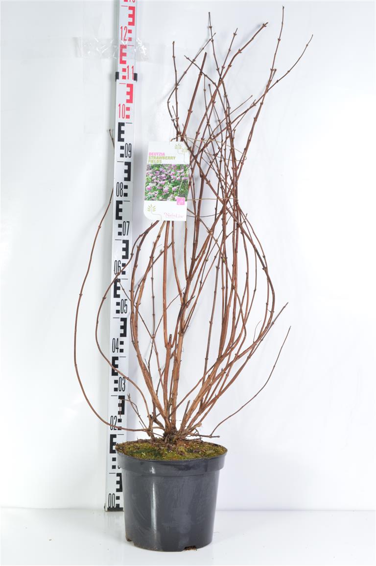 Deutzia hybrida &