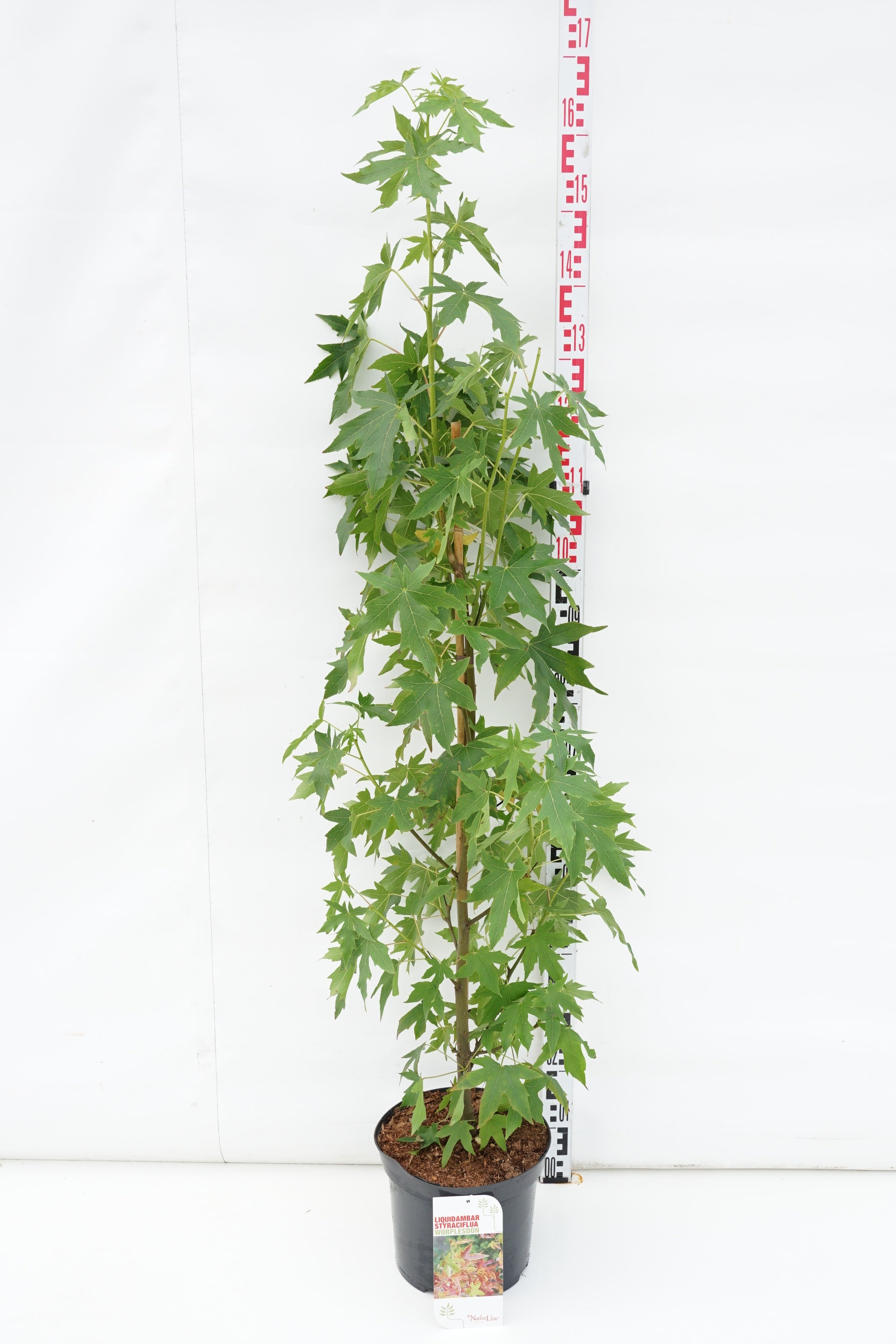 Amerikansk ambra st. &
