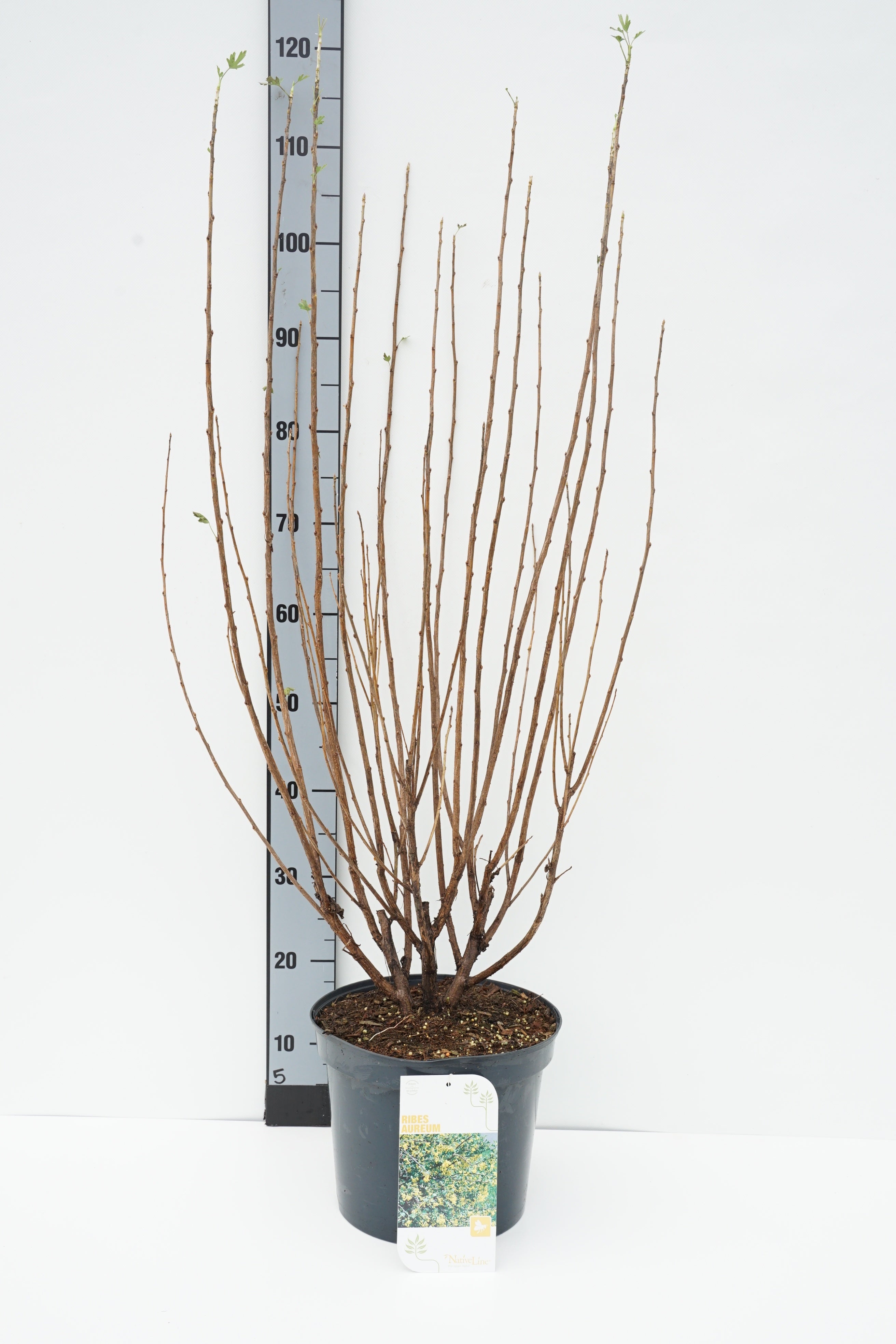 Ribes aureum C5 (5 liters kruka) 50-60 cm