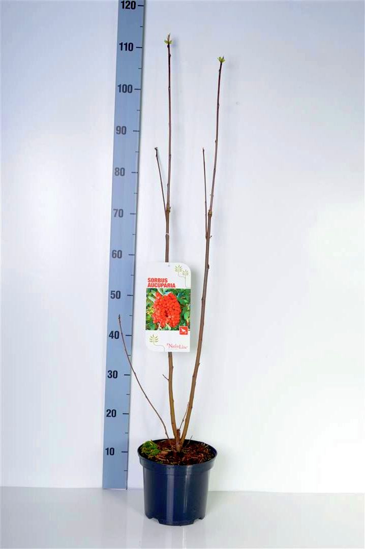 Rönn aucuparia - C3/P19 40-60 CM