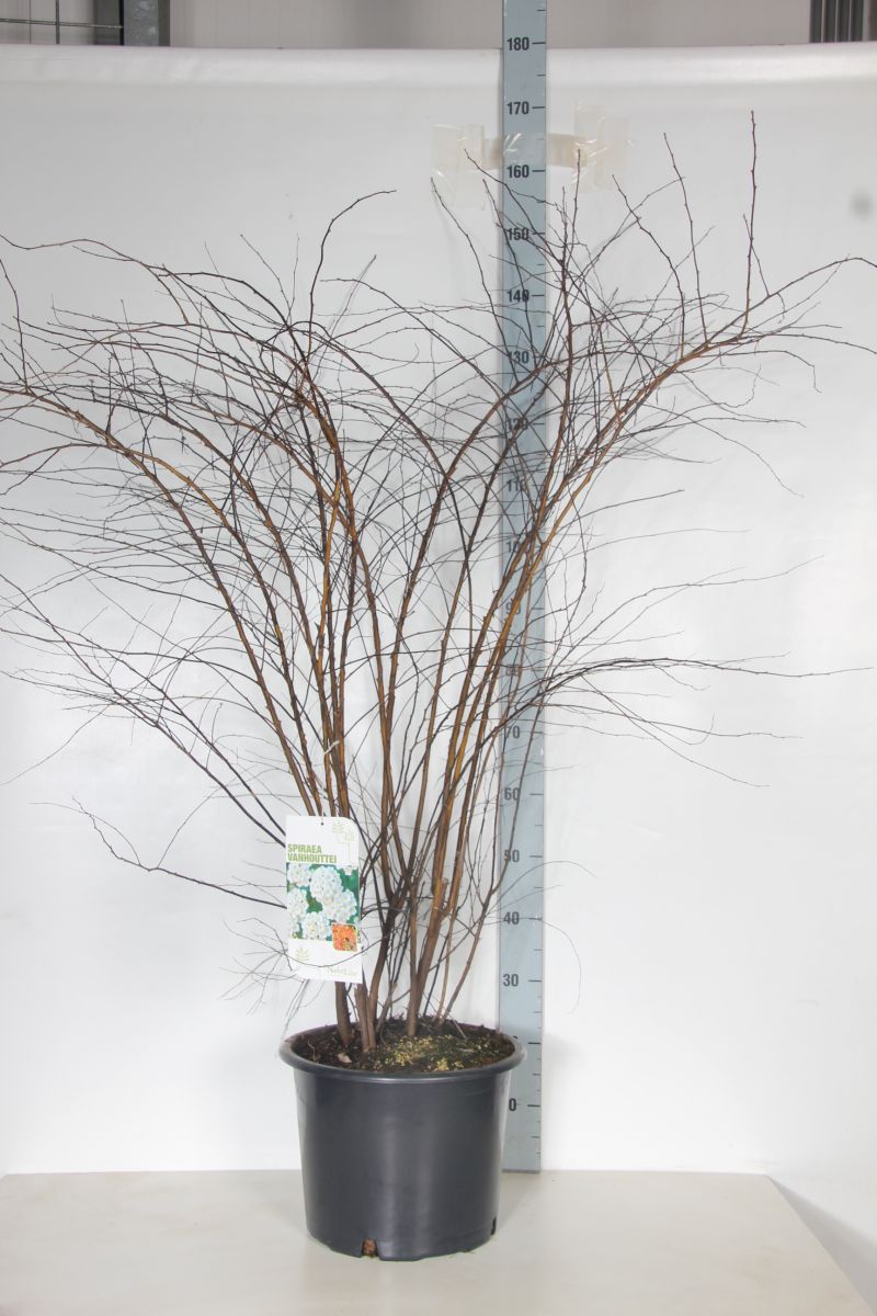 Spiraea vanhouttei - C20 125-150 CM