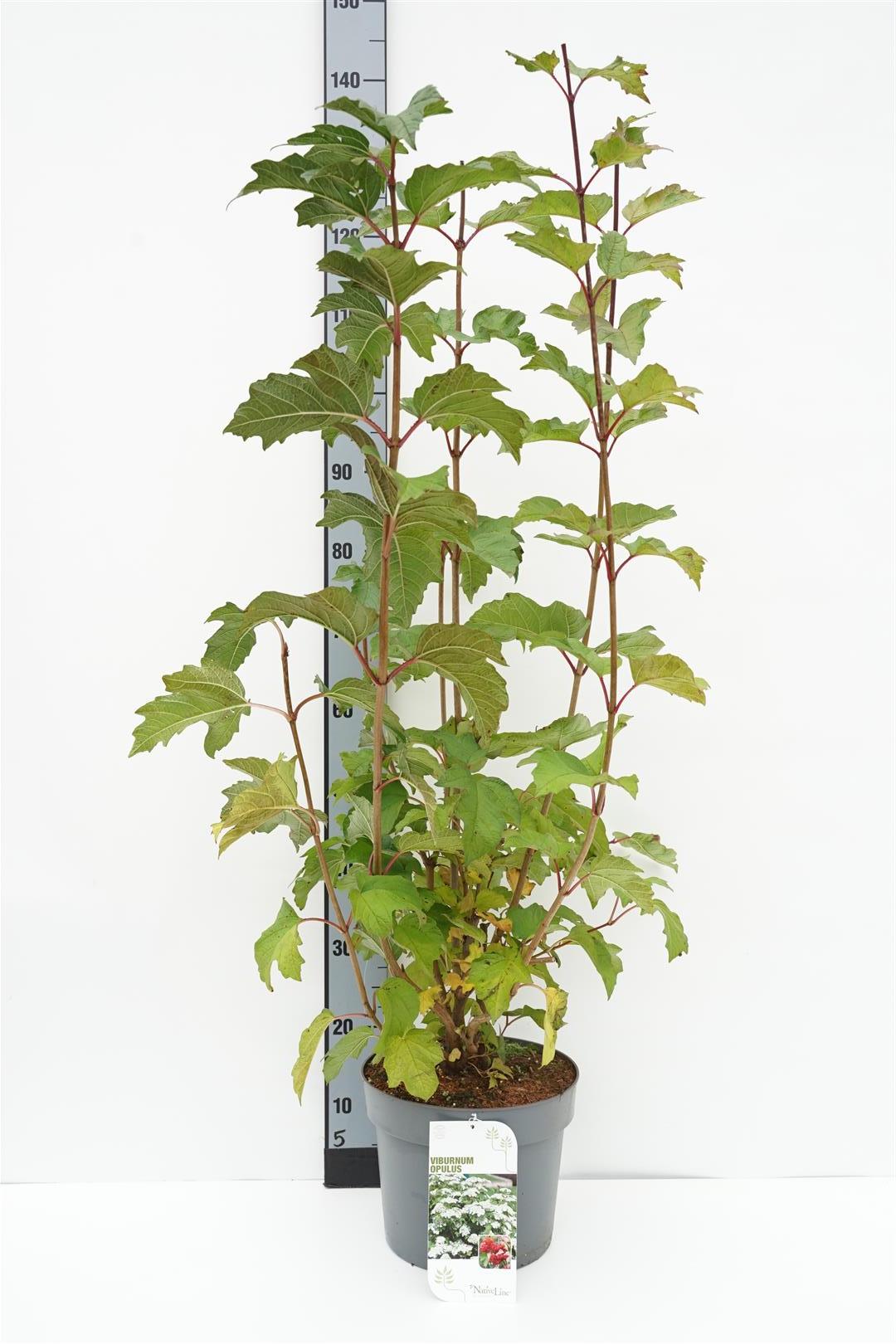 Olvon opulus - C7,5/P26 80-100 CM