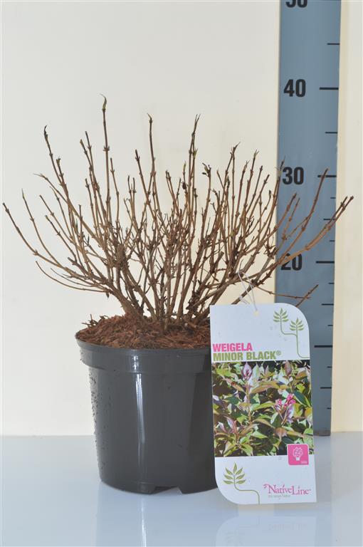 Prakttry florida Minor Black - C3/P19 25-30 CM