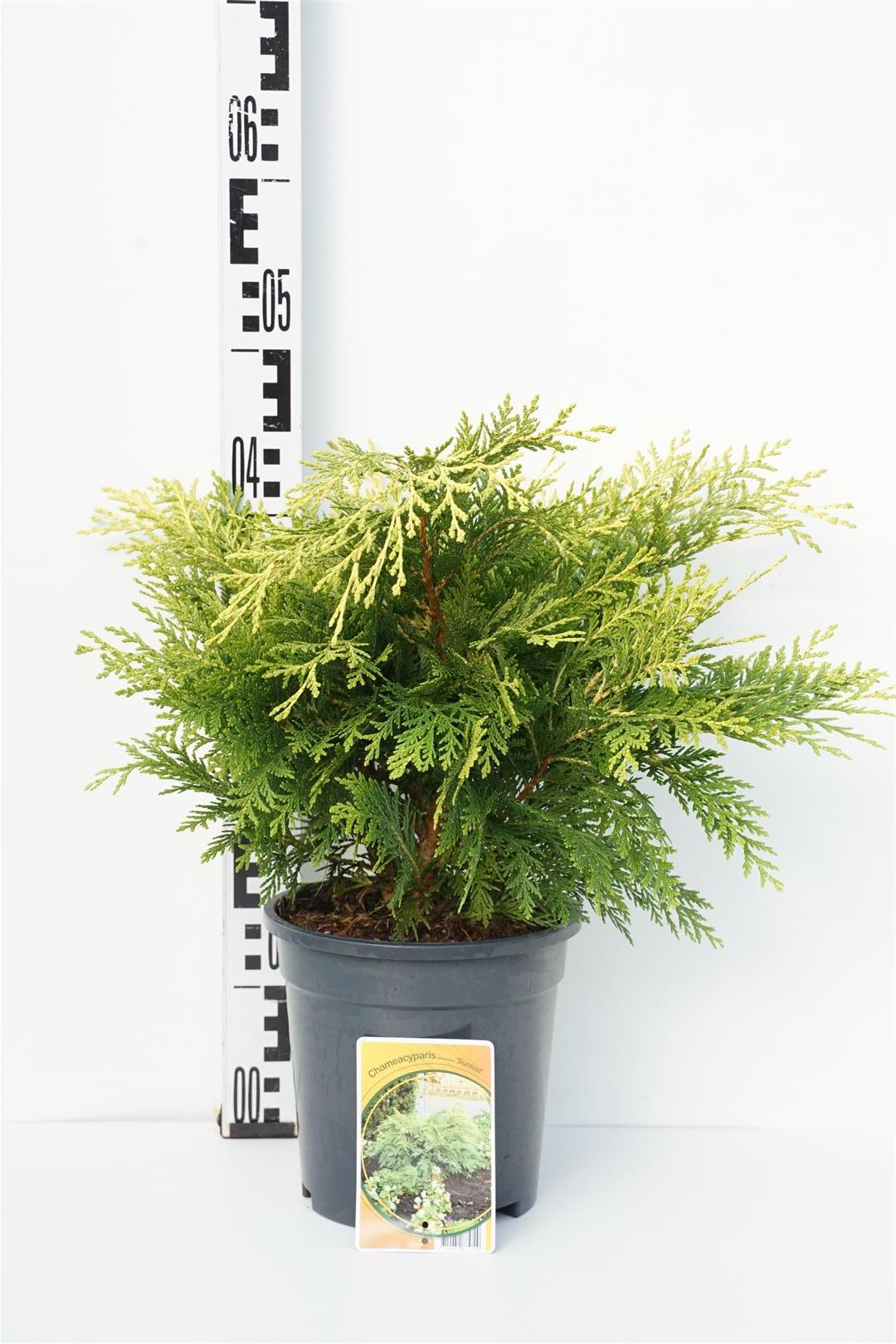 Ädelcypress l. &