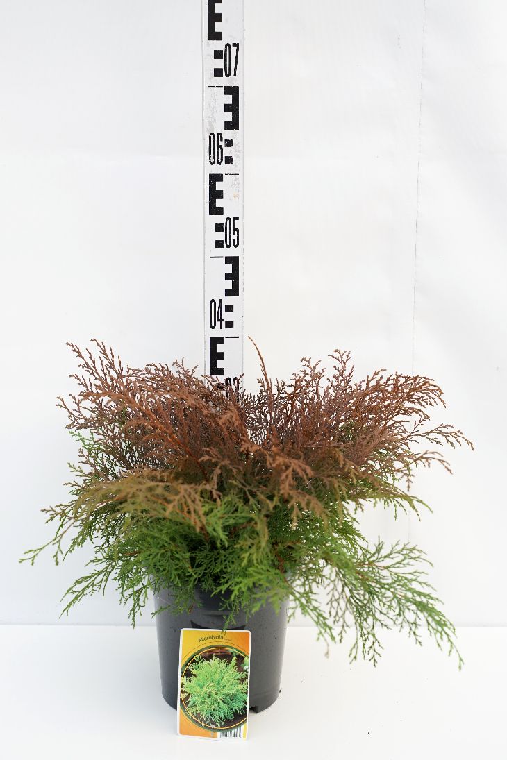 Kryptuja decussata - C3/P19 30-40 CM