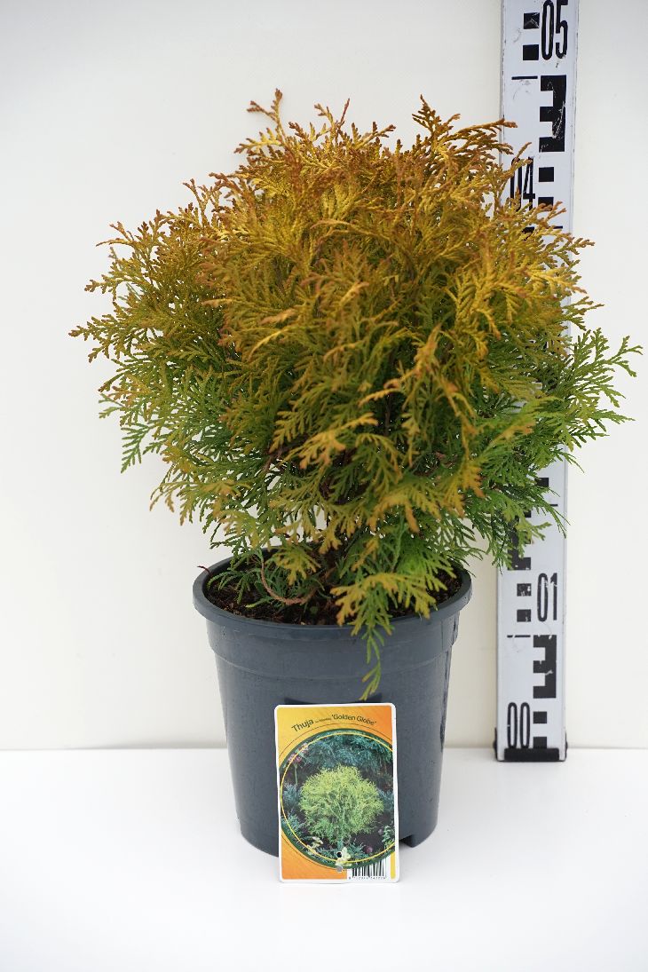 Thuja occ. &