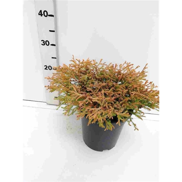 Thuja occ. &
