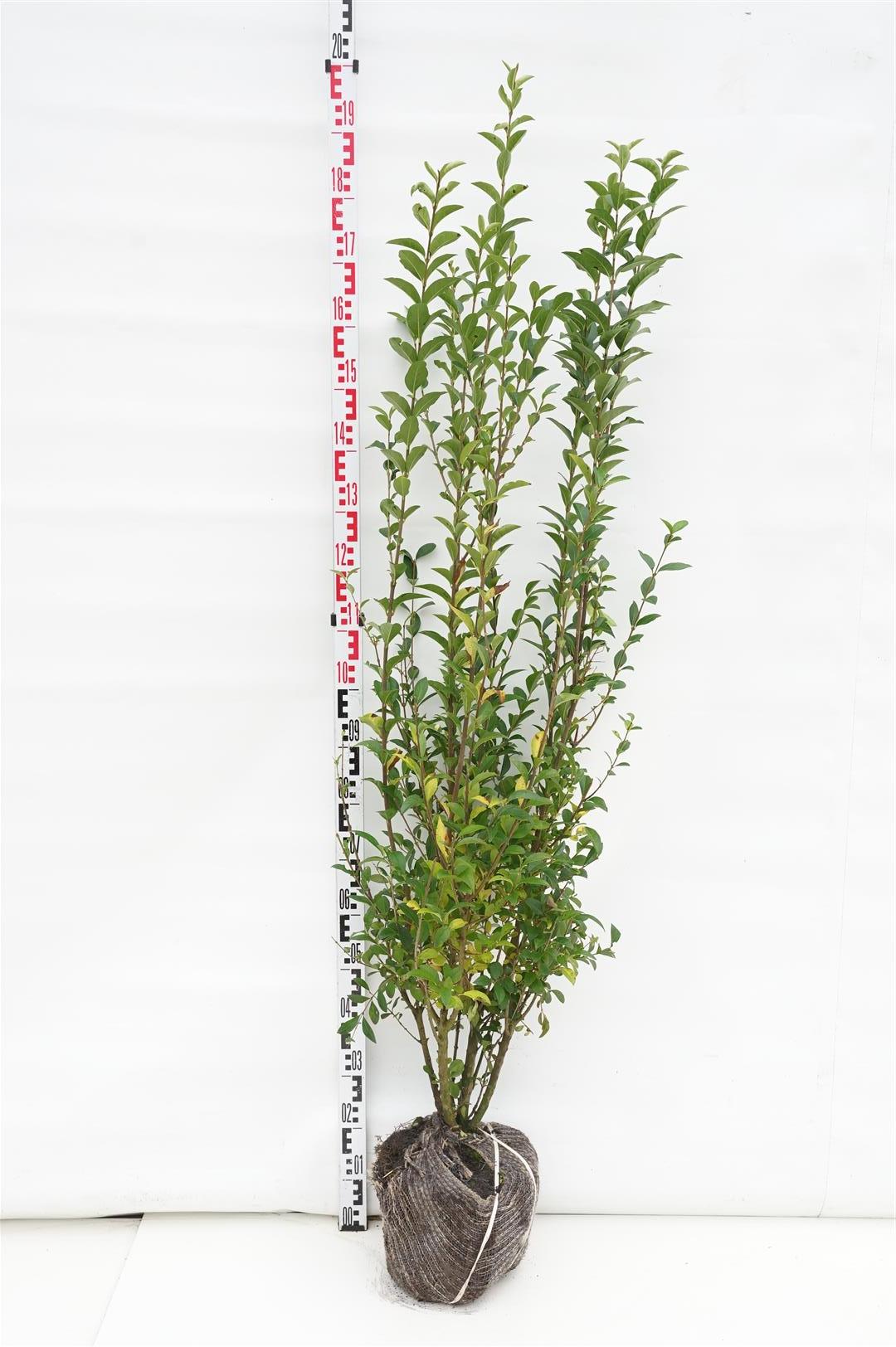 Liguster ovalifolium - 100-125 CM RB