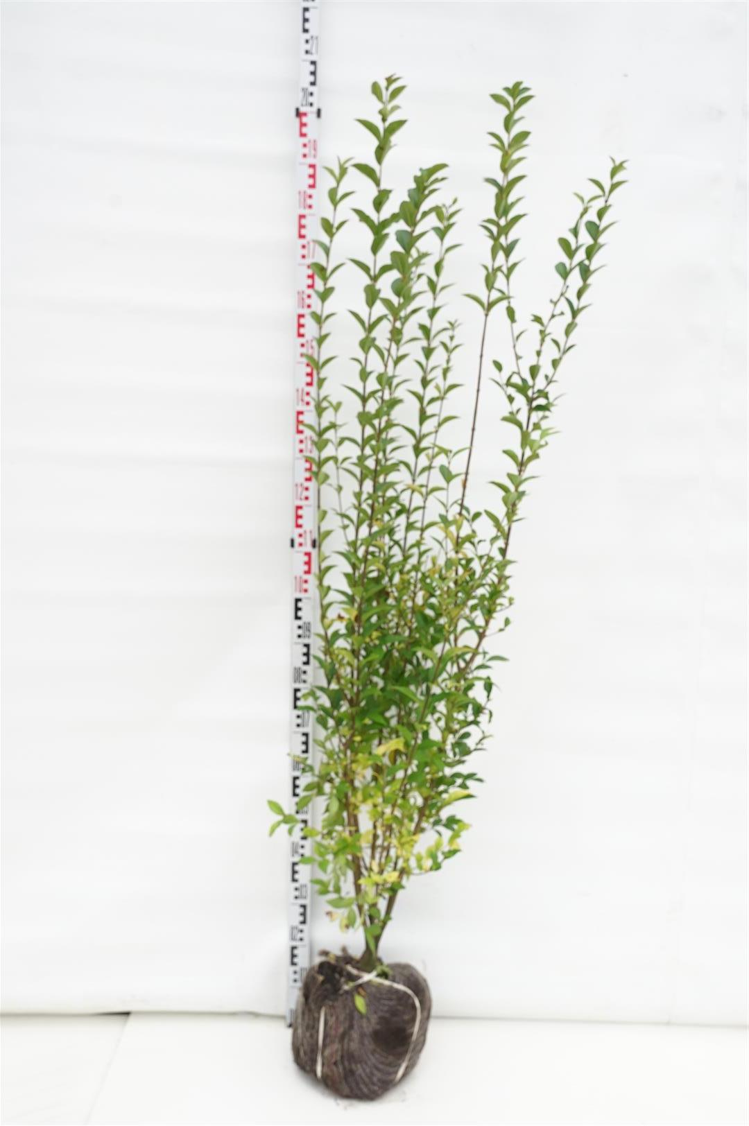 Liguster ovalifolium - 125-150 CM RB