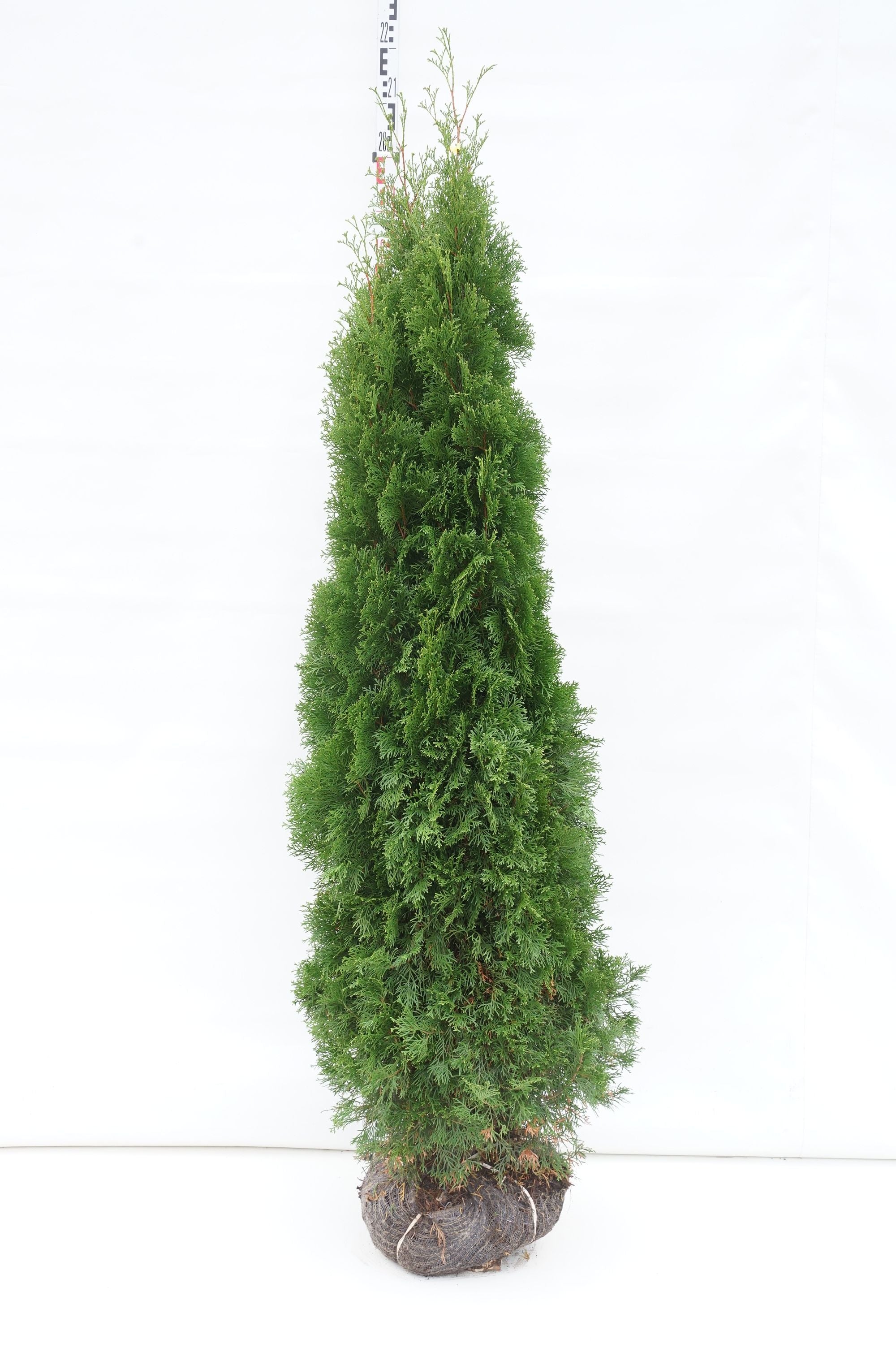 Thuja occ. &