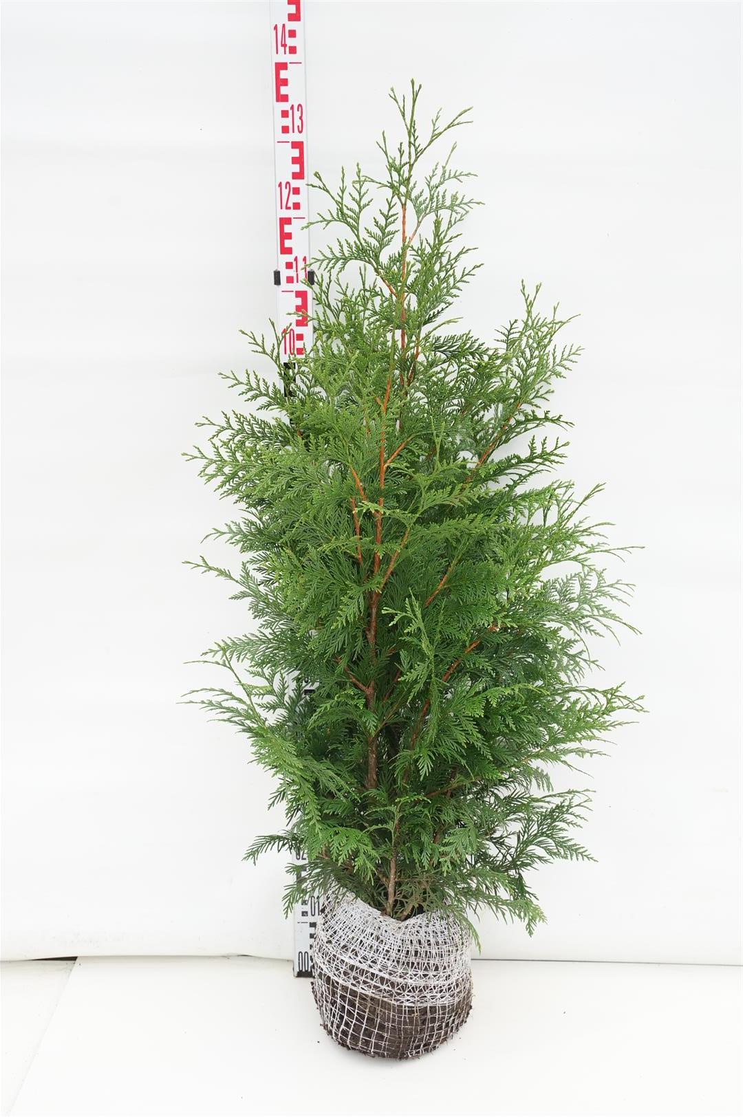 Thuja pl. &