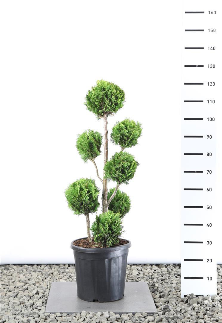 Ädelcypress l. &