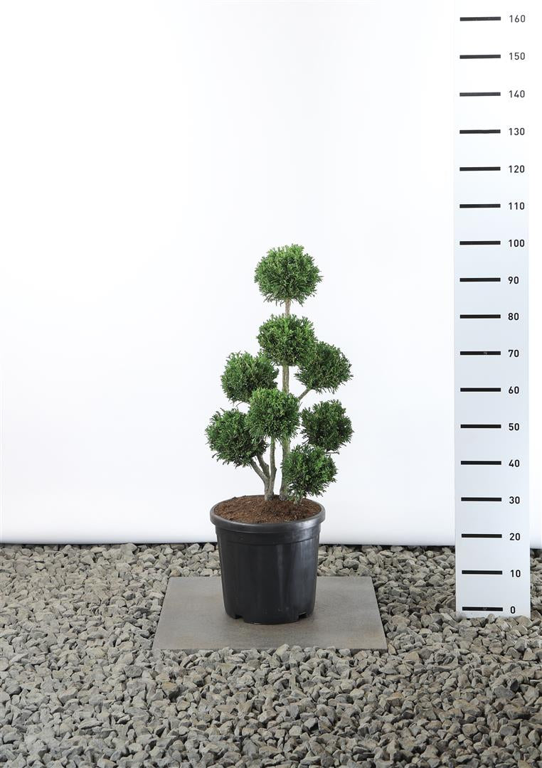 Ädelcypress o. &