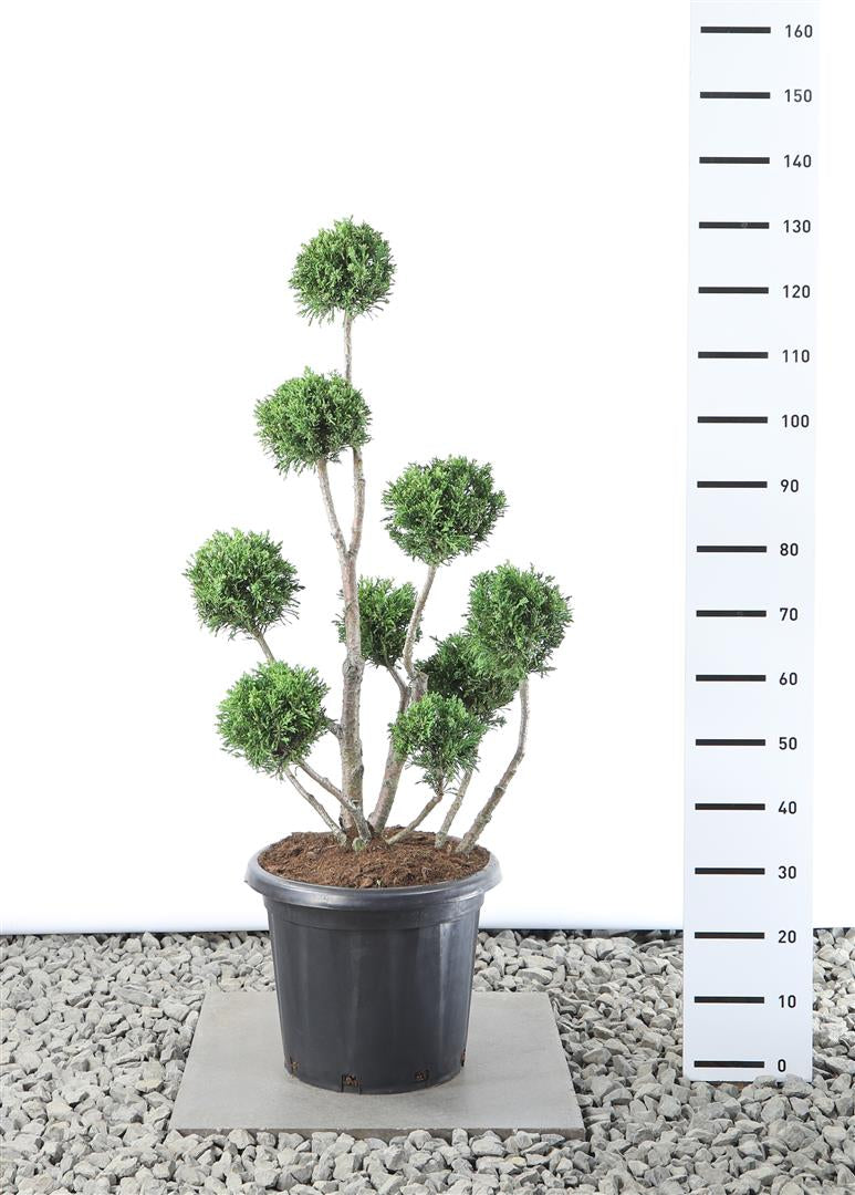 Ädelcypress o. &