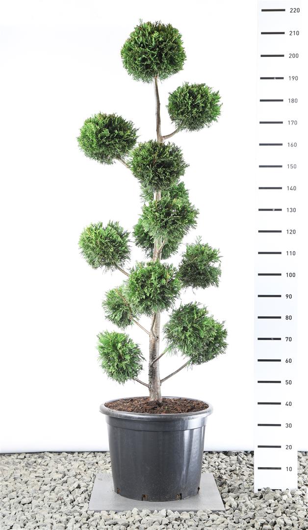 Leylandcypress leylandii - M.BALL 175-200E C45