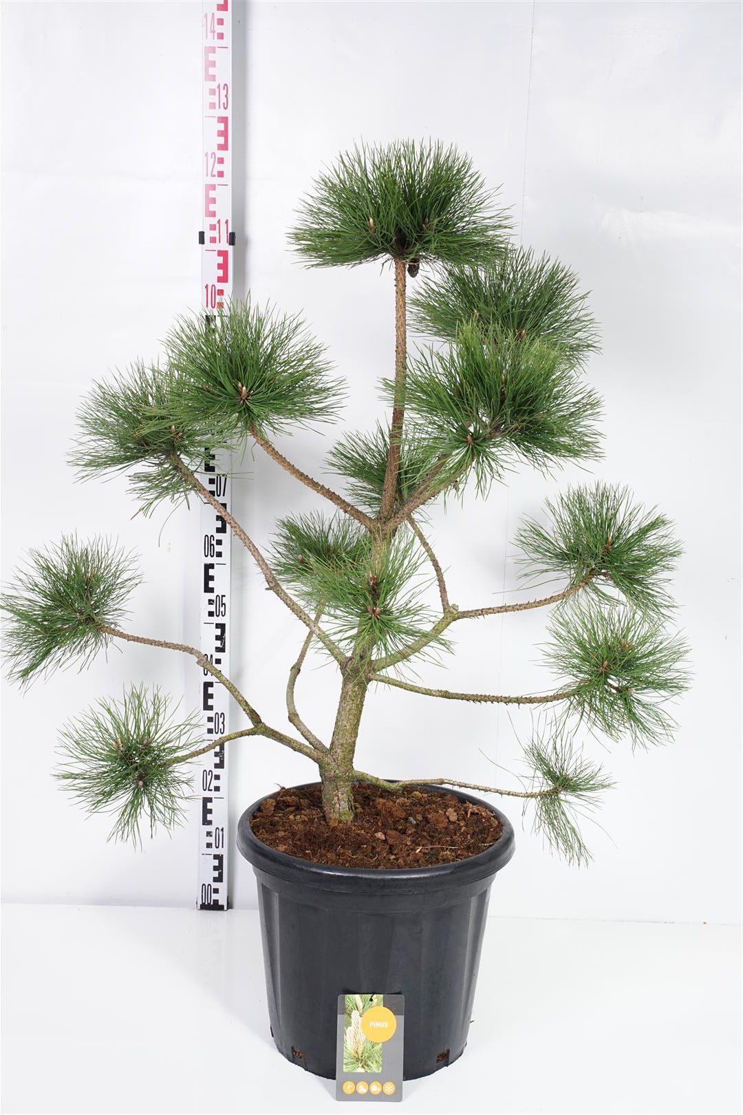 Pinus nigra nigra Platå 100-125 cm C25 (25 liters kruka)