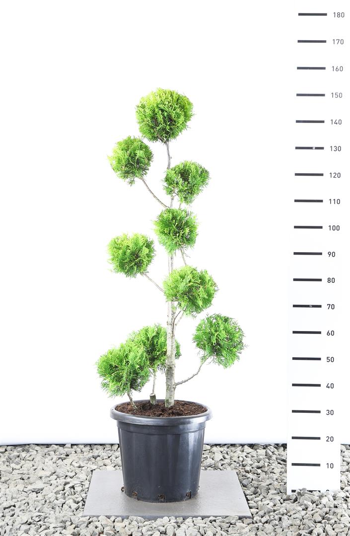 Thuja occ. &
