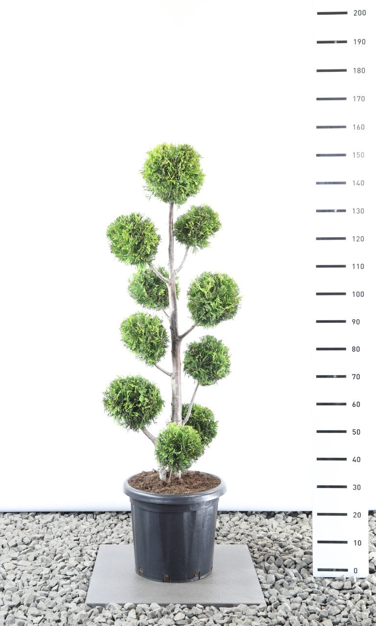 Thuja occ. &