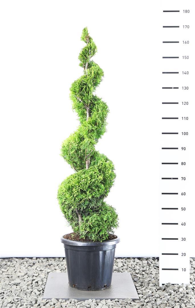 Thuja occ. &