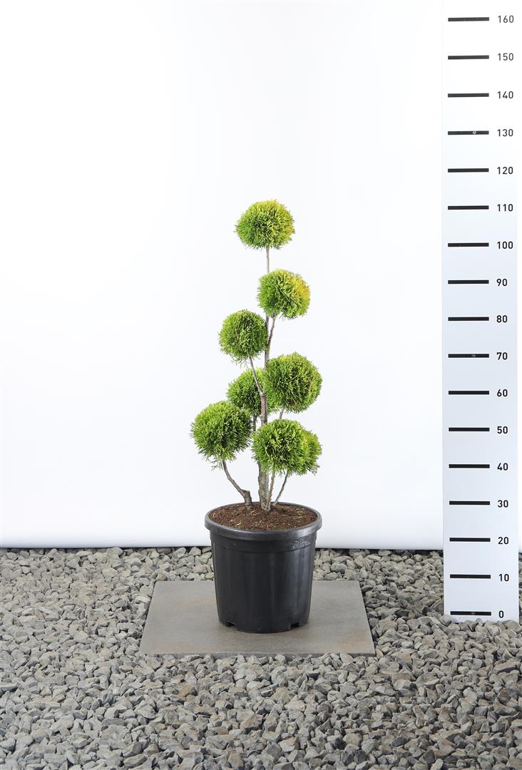 Thuja occ. &
