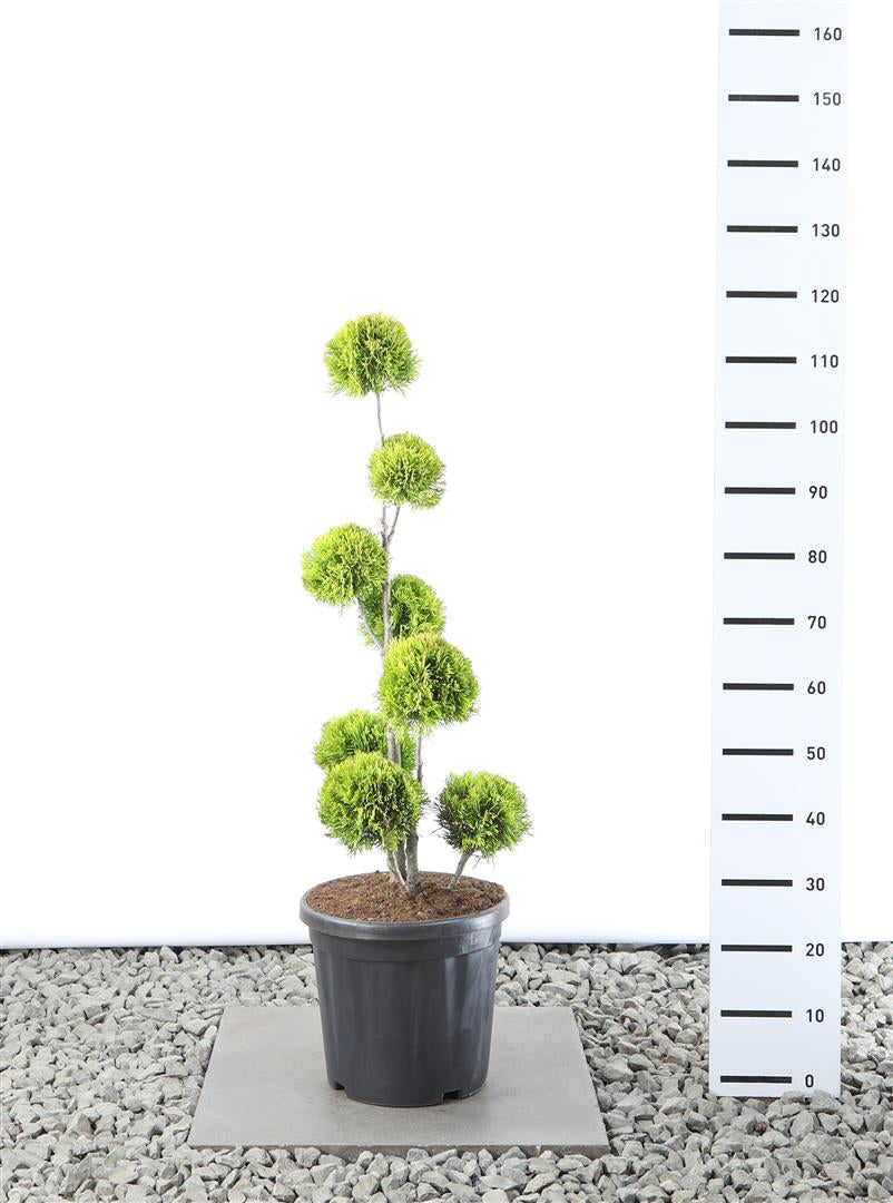 Thuja occ. &