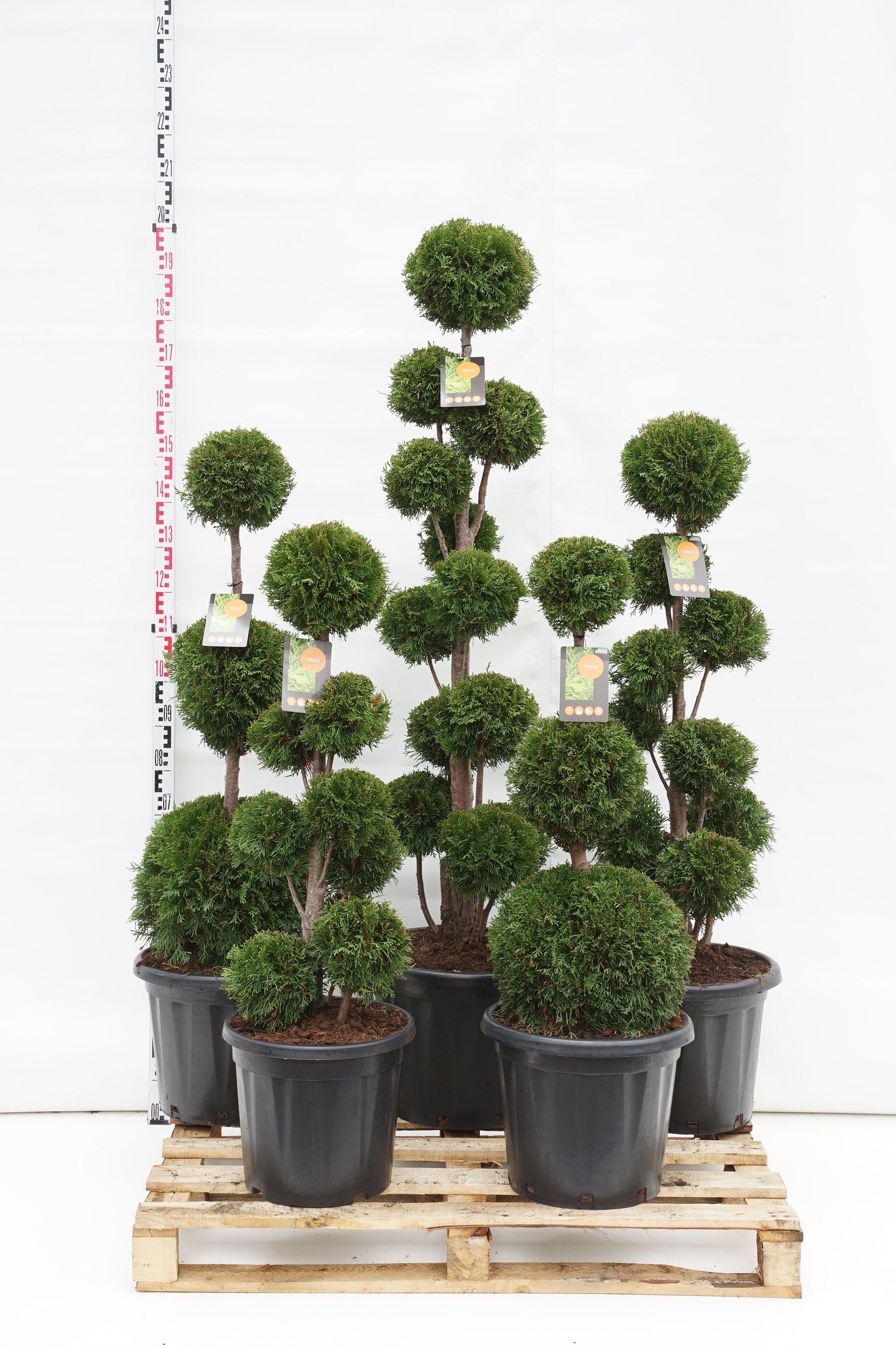 Thuja occ. &