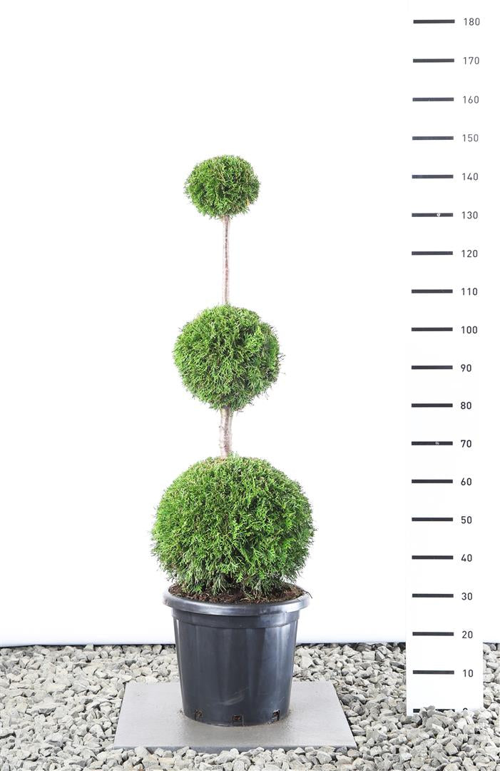 Thuja occ. &