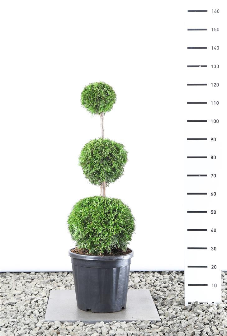 Thuja occ. &