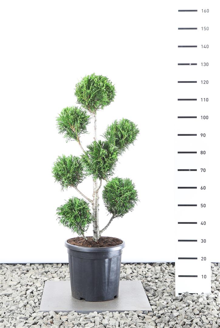 Thuja pl. &