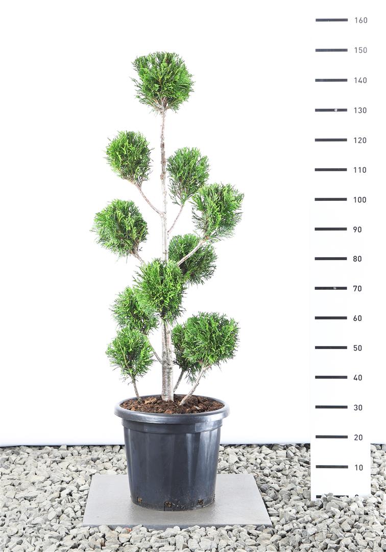 Thuja pl. &