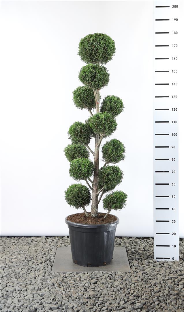 Leylandcypress l. &