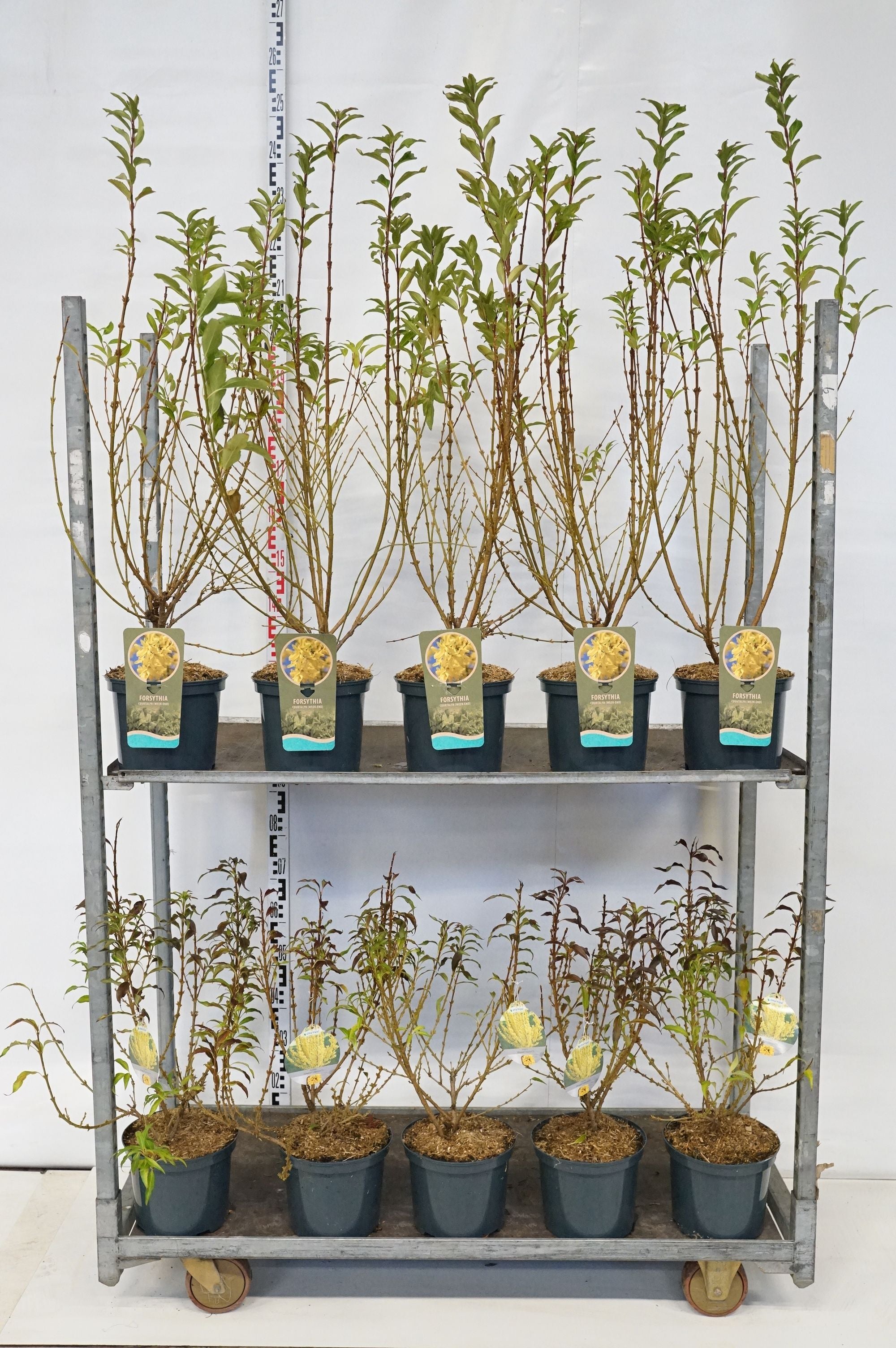 Forsythia in cultivars - C5/P23 60-80 CM